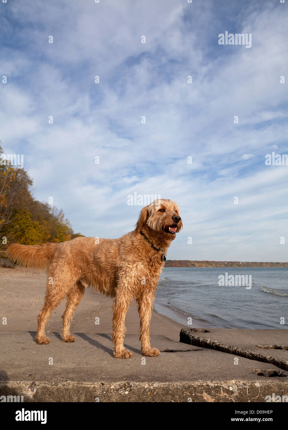 Un golden-doodle est alertly sur un quai à une plage du lac Michigan. Banque D'Images