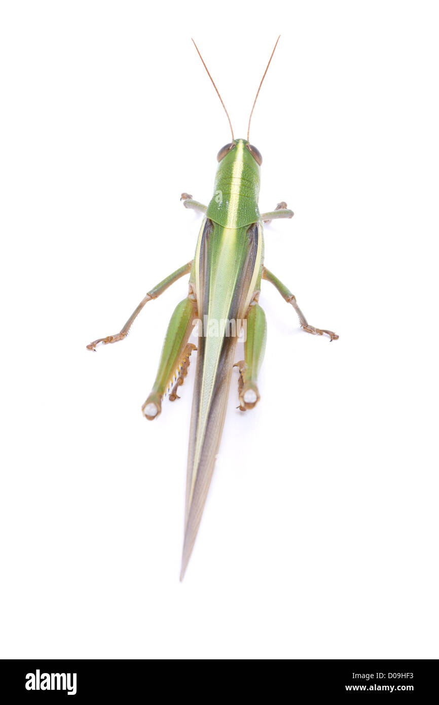Grasshopper isolé sur fond blanc. Banque D'Images