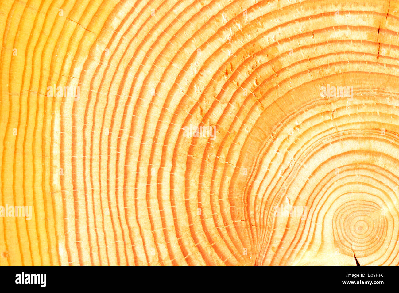 Une vue transversale d'un journal indiquant les anneaux de croissance annuelle dans le bois Banque D'Images