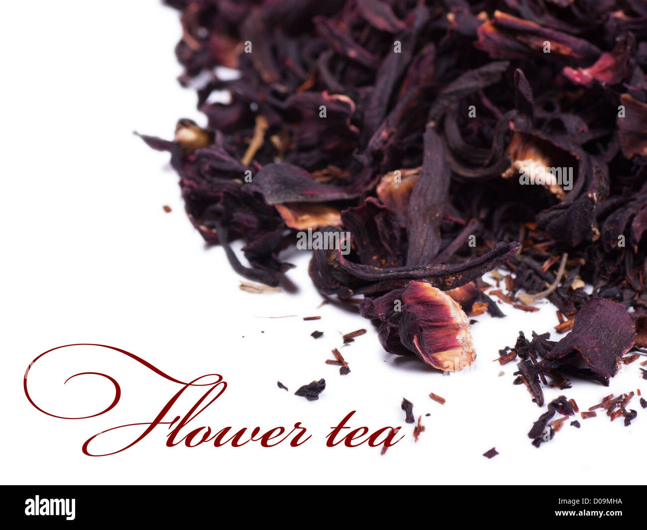 Fleur de thé Banque D'Images