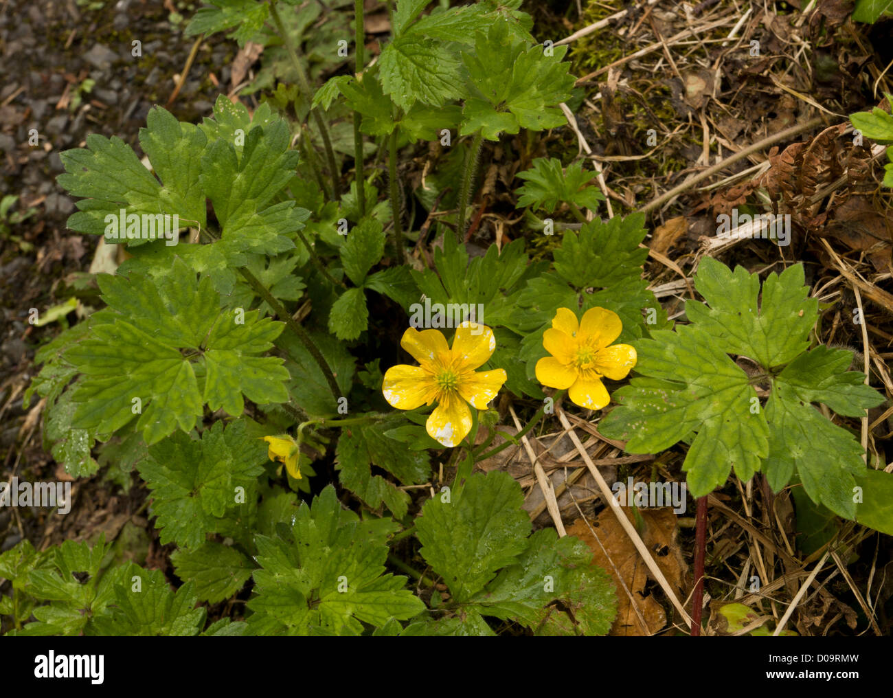 La Renoncule rampante (Ranunculus repens) close-up. Les mauvaises herbes envahissantes commun. Banque D'Images