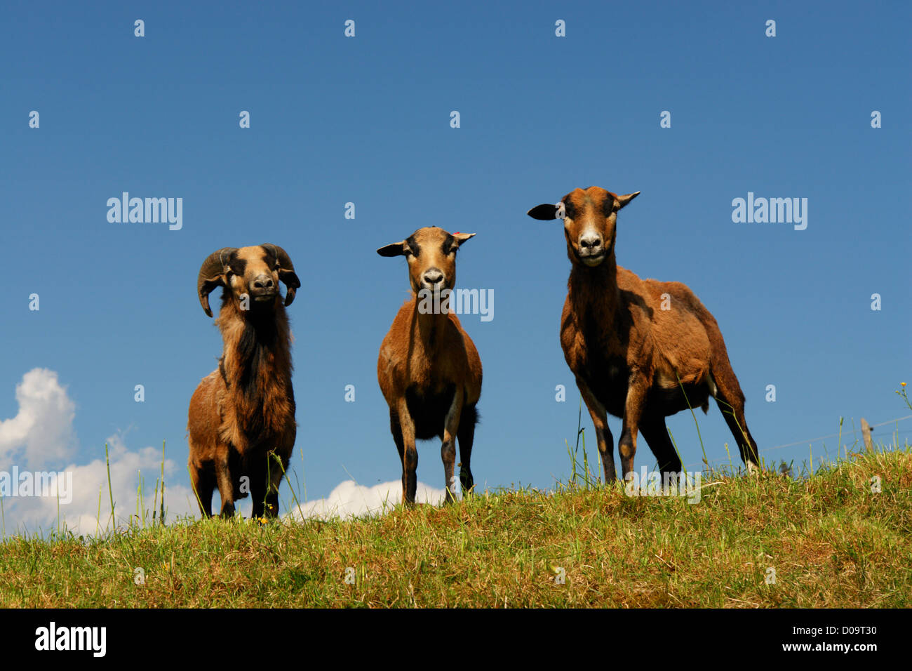 Brown Sheep sur une colline Banque D'Images