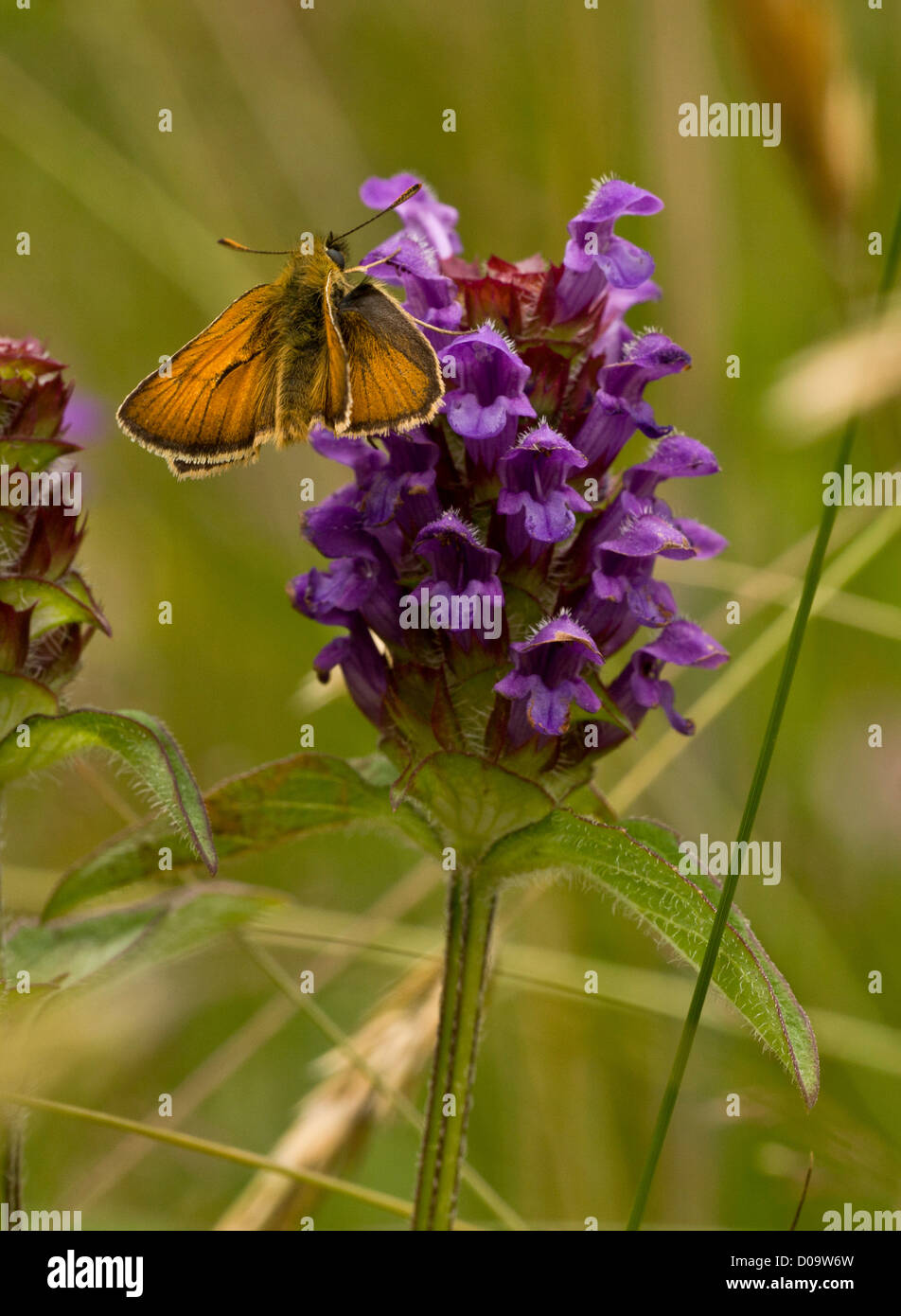Grand Skipper (Ochlodes faunus) sur l'auto guérison commune (Prunella vulgaris) en fleurs. Dorset, Angleterre, RU Banque D'Images