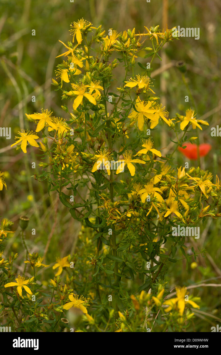 Perforer le millepertuis (Hypericum perforatum) en fleurs Banque D'Images