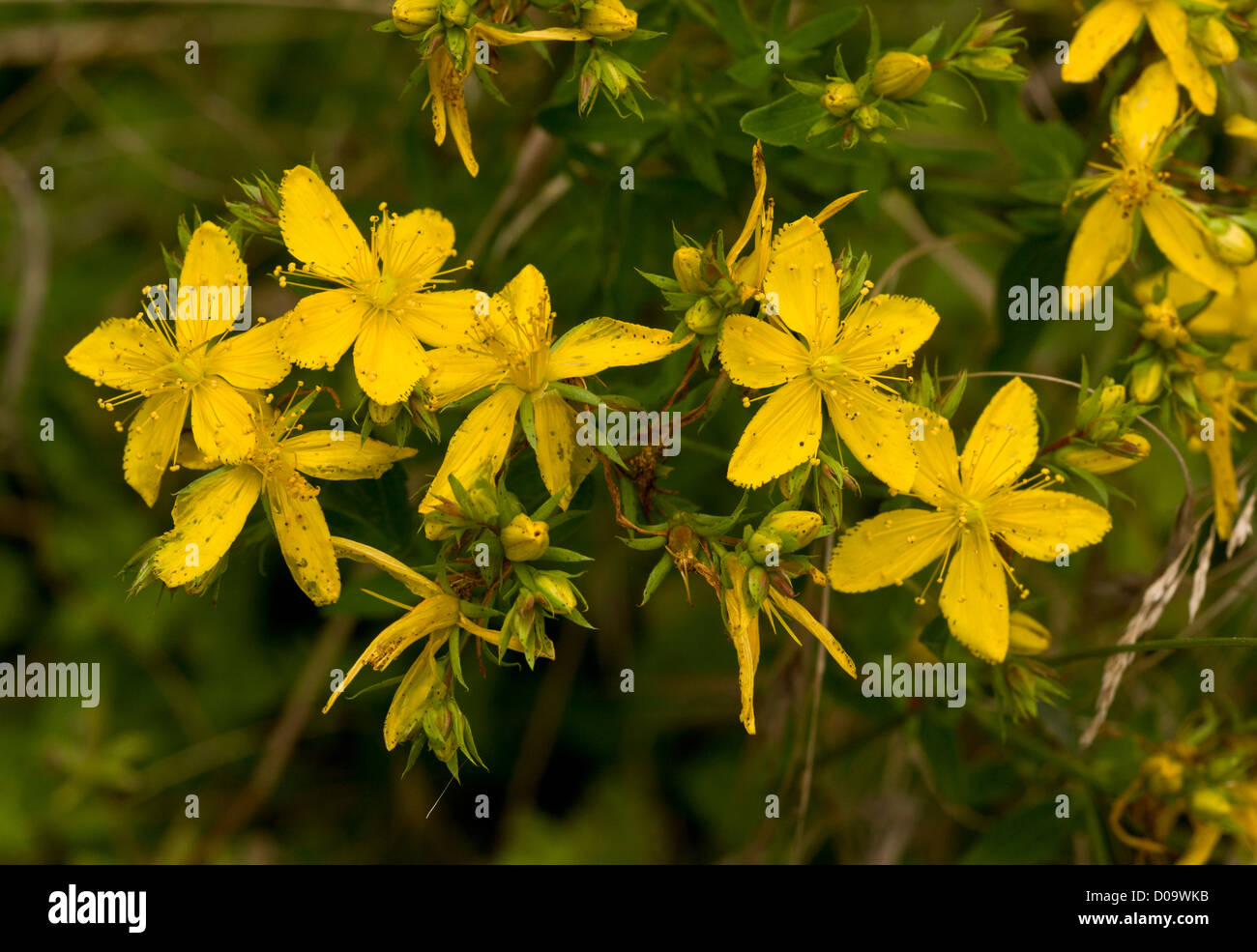 Perforer le millepertuis (Hypericum perforatum) dans la région de Flower, close-up Banque D'Images