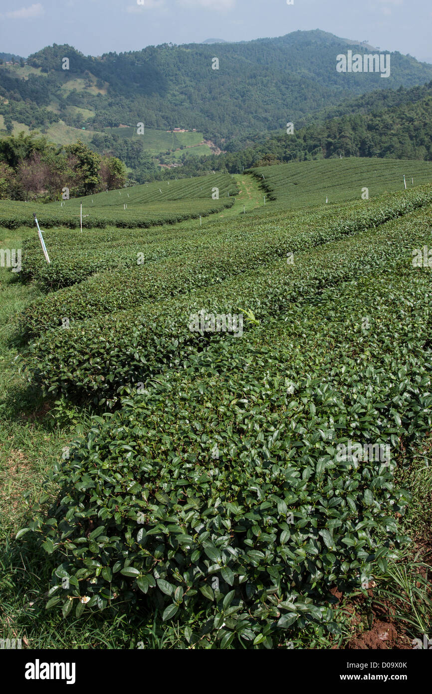 Paysage de plantations de thé DU VILLAGE DE Doi Mae Salong RÉGION DU TRIANGLE D'ASIE THAÏLANDE Banque D'Images