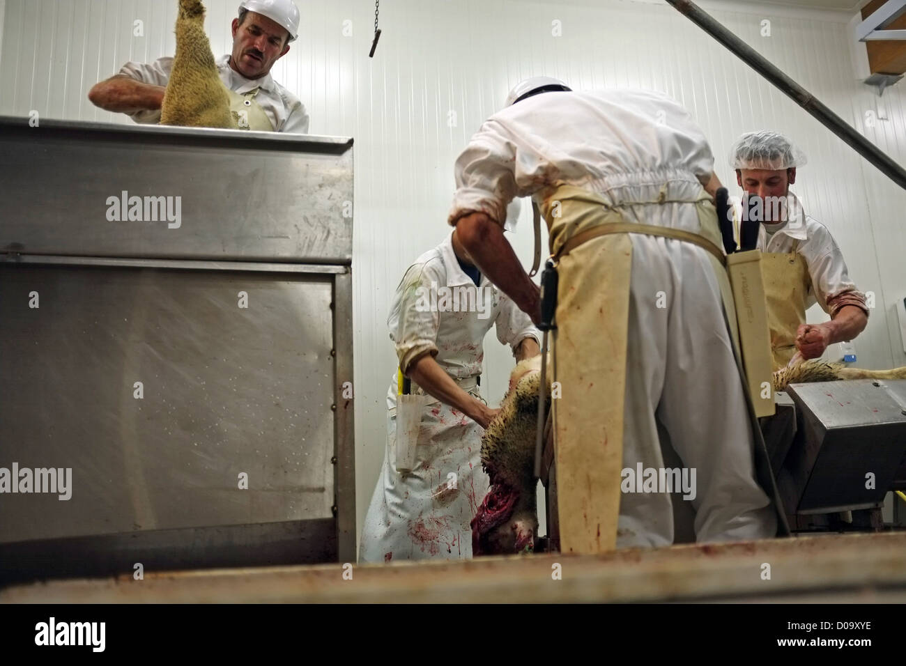 SACRIFICE TRADITIONNEL MOUTONS PENDANT AID EL KEBIR PREMIER JOUR DU FESTIVAL DANS LES CÉLÉBRATIONS DE LA COMMUNAUTÉ MUSULMANE POUR LA FIN DE RAMADAN Banque D'Images