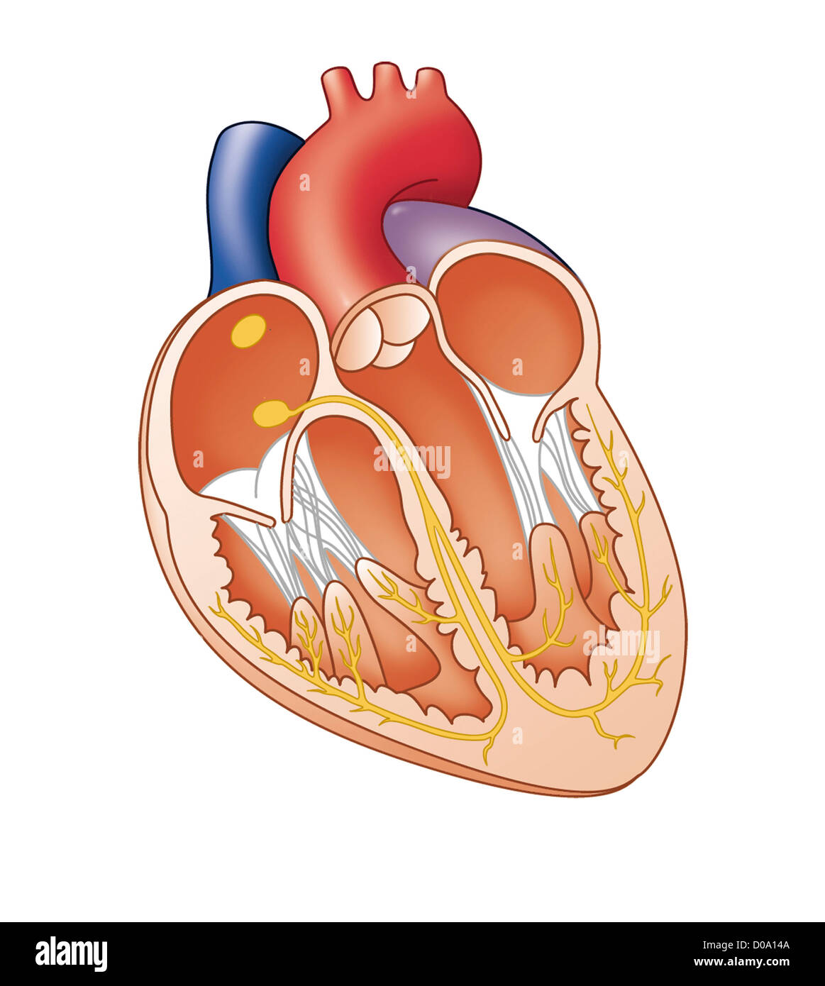 Coeur, ILLUSTRATION Banque D'Images