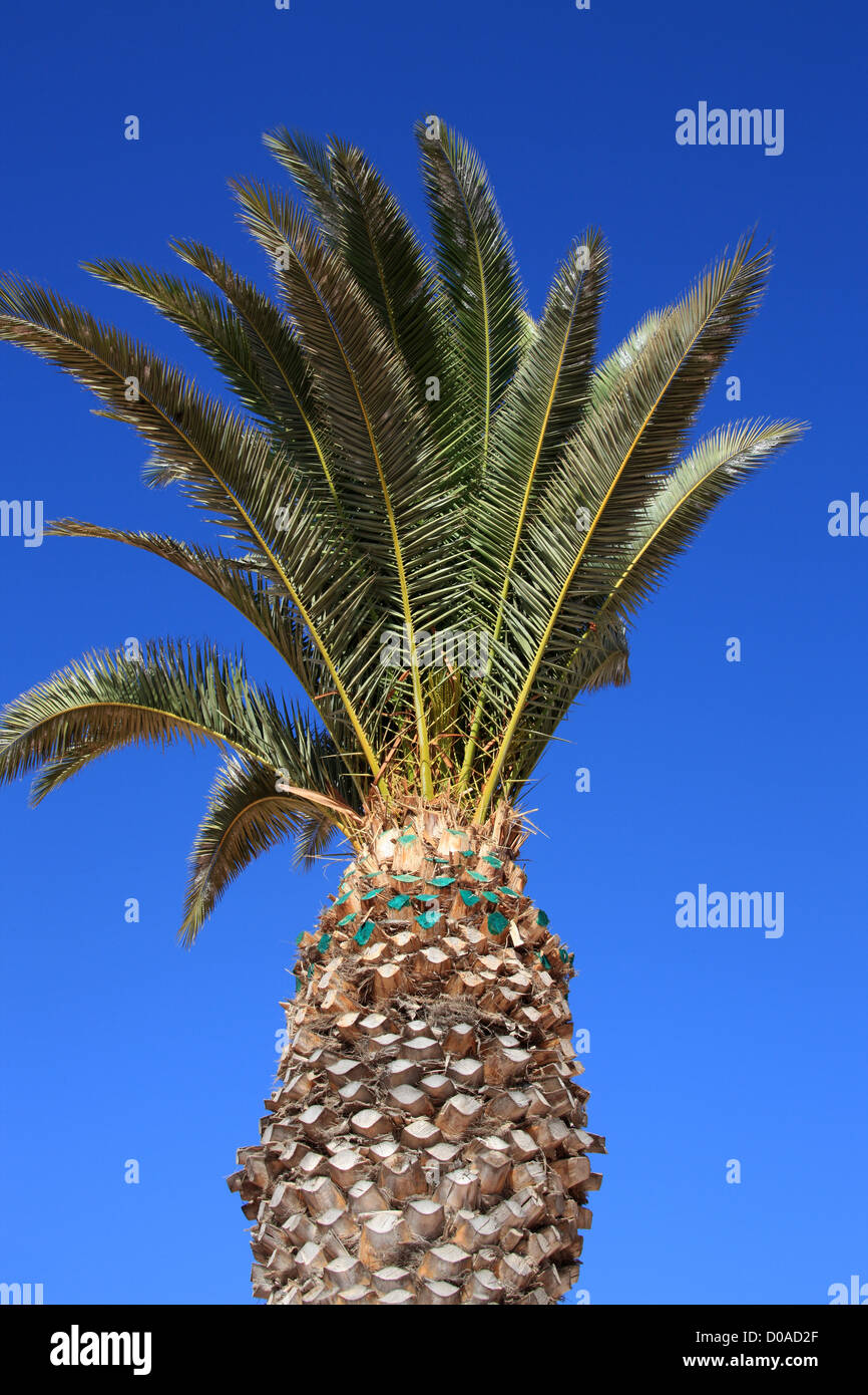 Île des Canaries dattier, Phoenix canariensis, Arecaceae. Tenerife, Canaries. Banque D'Images