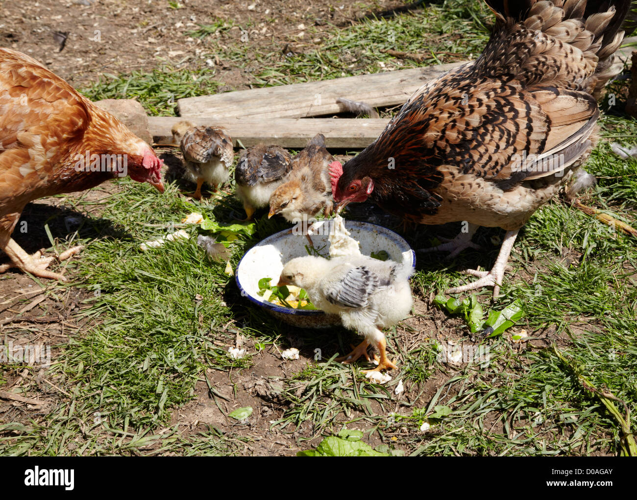 Poussins et poules mangeant scraps Banque D'Images