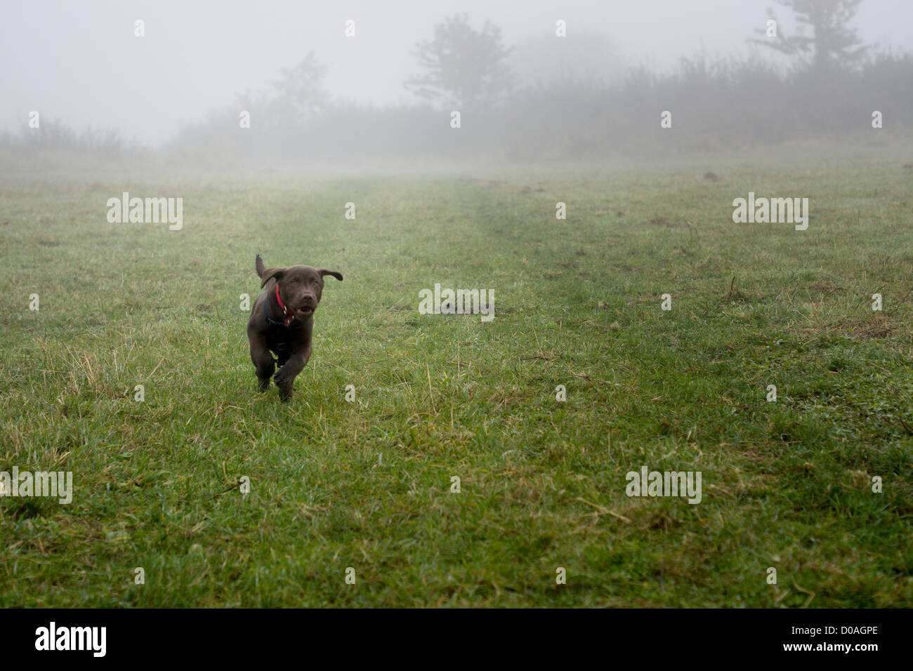 14 semaines chiot labrador chocolat Banque D'Images