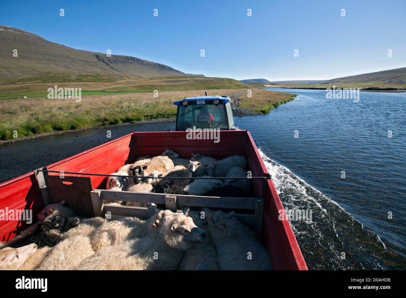 Moutons PLEIN TRACTEUR CROSSING RIVER BIG Round-up troupeaux de brebis (RETTIR EN ISLANDAIS) TRADITION ISLANDAISE QUI CONSISTE METTRE Banque D'Images