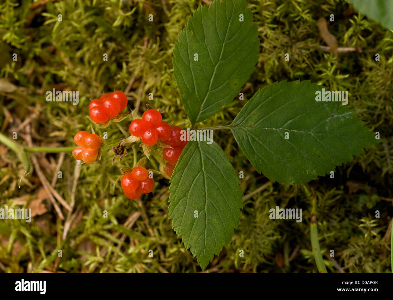 Stone Bramble (Rubus saxatilis), dans le secteur des fruits en automne, close-up Banque D'Images