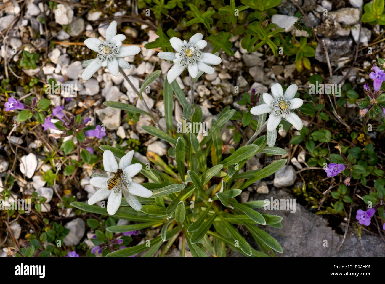 Edelweiss (Leontopodium alpinum) en fleur, Alpes. Fleur alpine emblématique. Banque D'Images