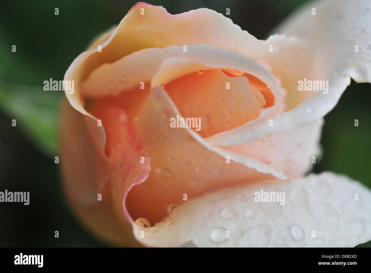 Gouttes de rosée SUR UNE ROSE Banque D'Images