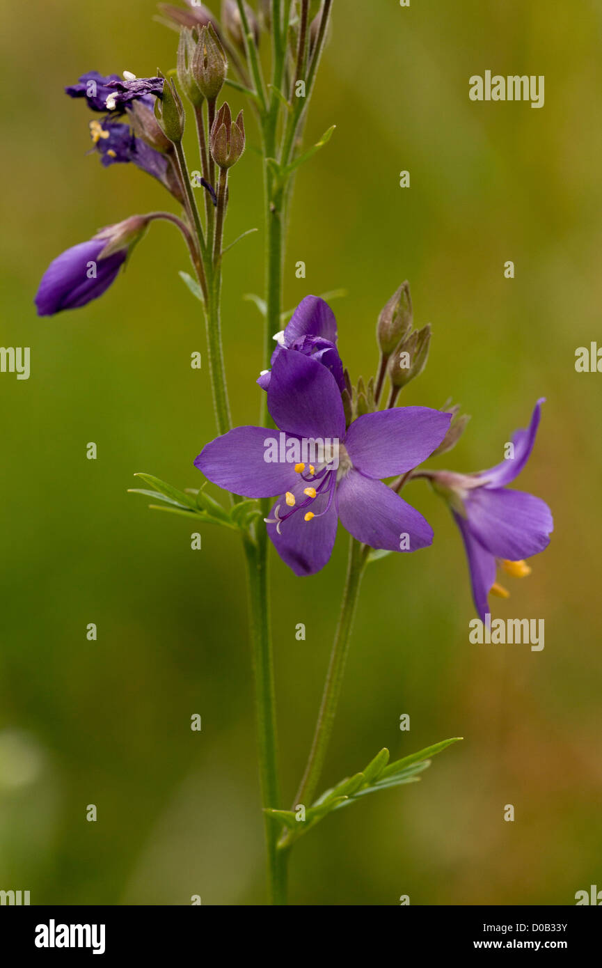 Jacob's-(Polemonium caeruleum) dans la région de Flower, close-up. Rare usine britannique. Banque D'Images