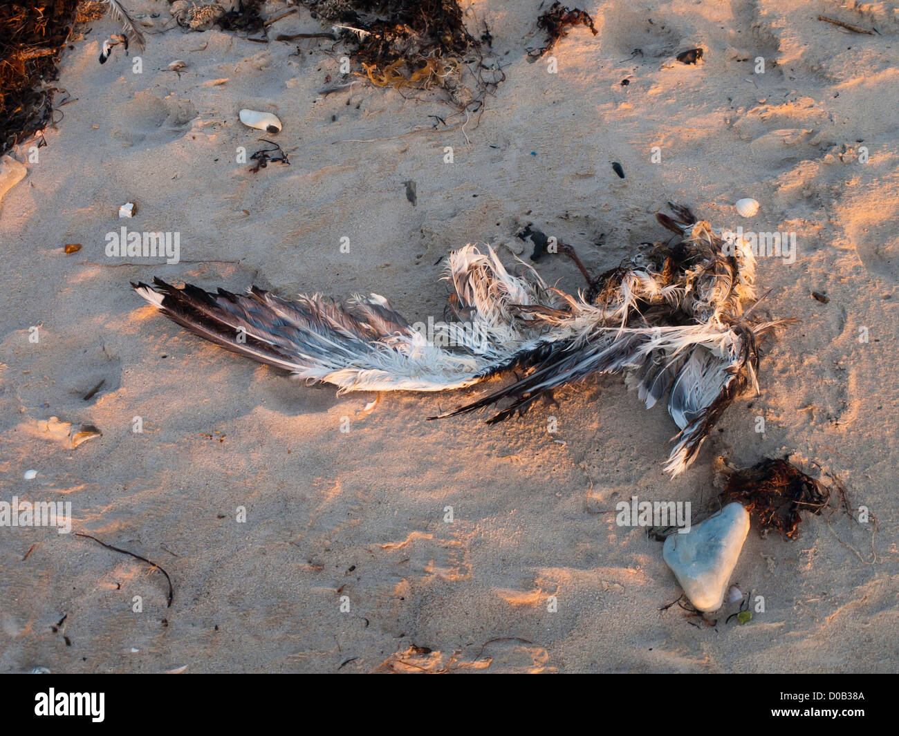 Coucher du soleil sur les plages à l'extérieur de Hirtshals au Danemark, des restes de dead seagull dans le sable Banque D'Images