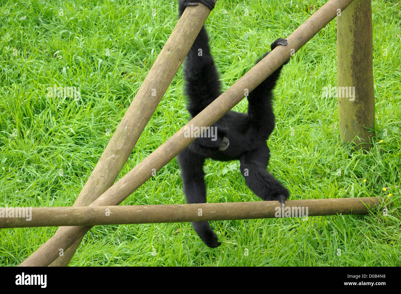 Un gibbon Siamang suspendus à leur escalade au Lake District Wild Animal Park. Banque D'Images