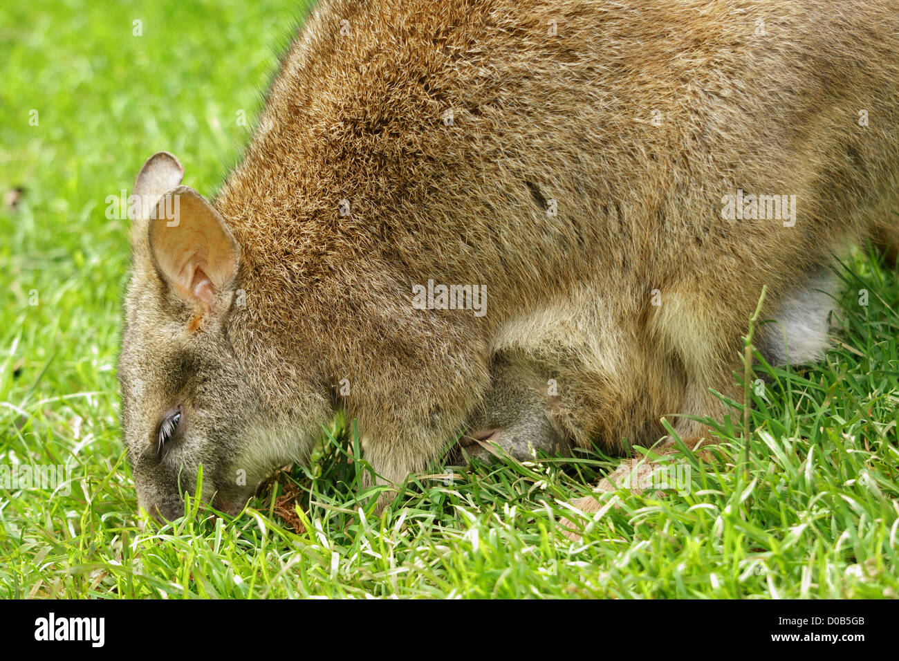 Un Wallaby mange de l'herbe avec les jeunes dans leur sachet à la Lake District Wild Animal Park. Banque D'Images