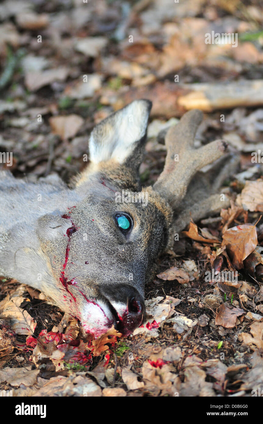Chef d'un cerf mort trophée de chasse SOMME (80) FRANCE Banque D'Images
