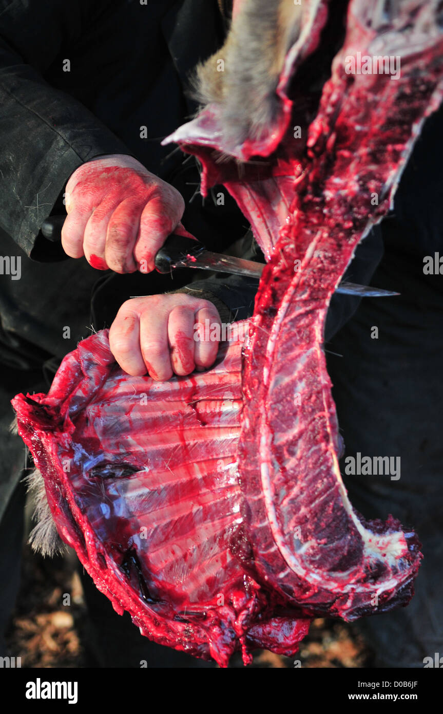 Coupe de chasse en tuer un cerf LA CHASSE DANS LES BOIS SOMME (80) FRANCE Banque D'Images