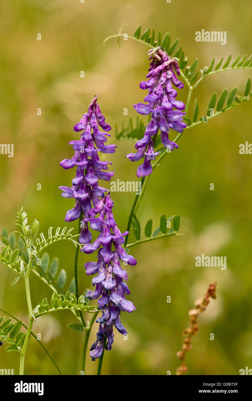 Vesce jargeau (Vicia cracca) dans la région de Flower, close-up Banque D'Images