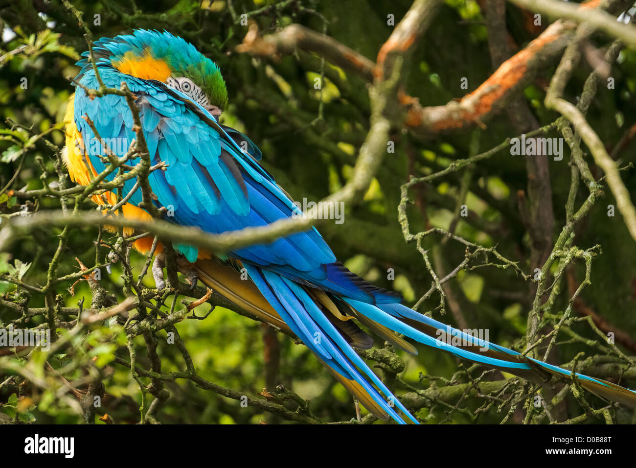 Blue and Gold Macaw au repos dans un arbre à la Lake District Wild Animal Park. Banque D'Images Blue and Gold Macaw au repos dans un arbre à la Lake District Wild Animal Park. Banque D'Images