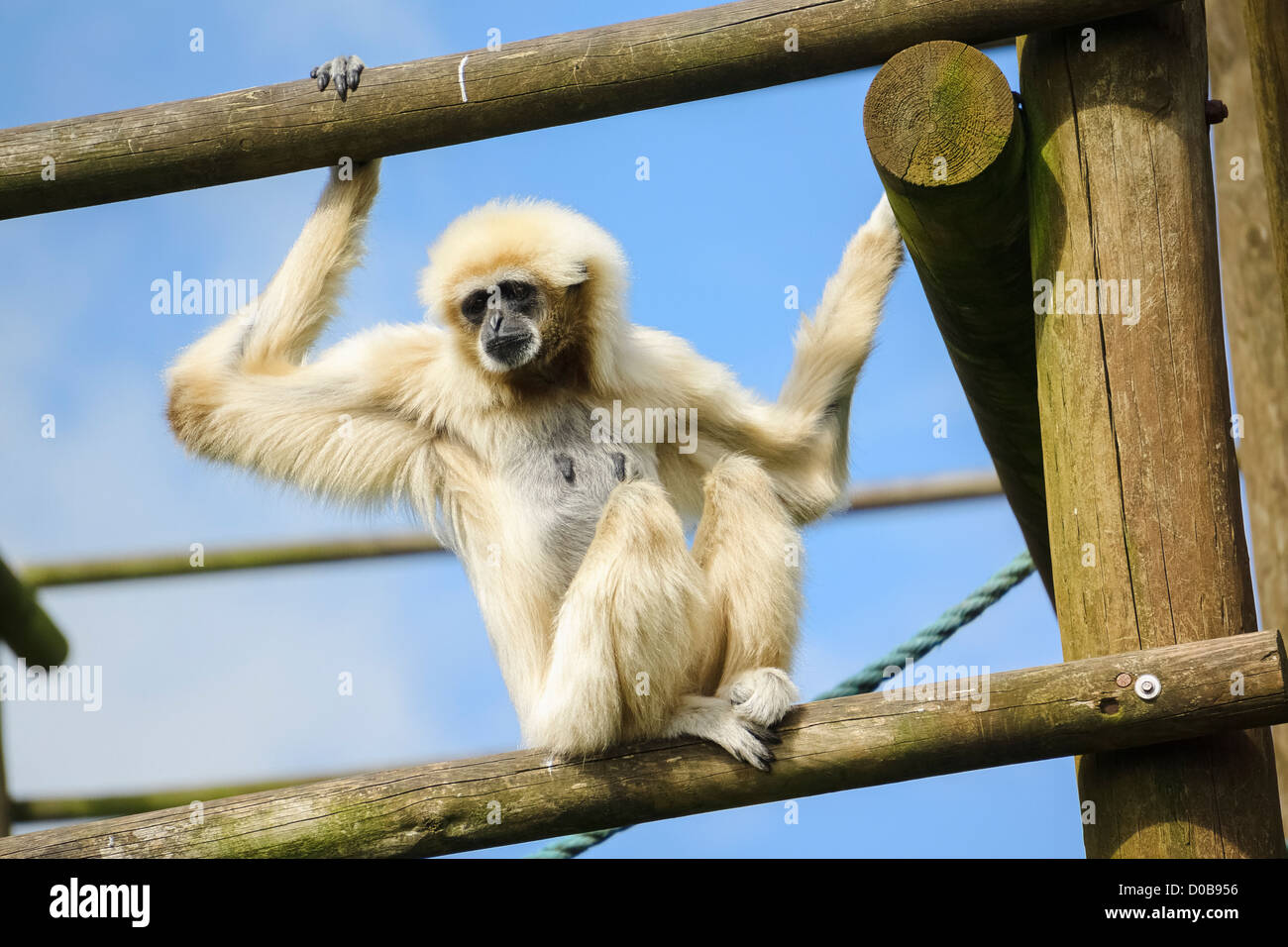 Un livre blanc remis Gibbon sur un mur d'escalade à la Lake District Wild Animal Park. Banque D'Images