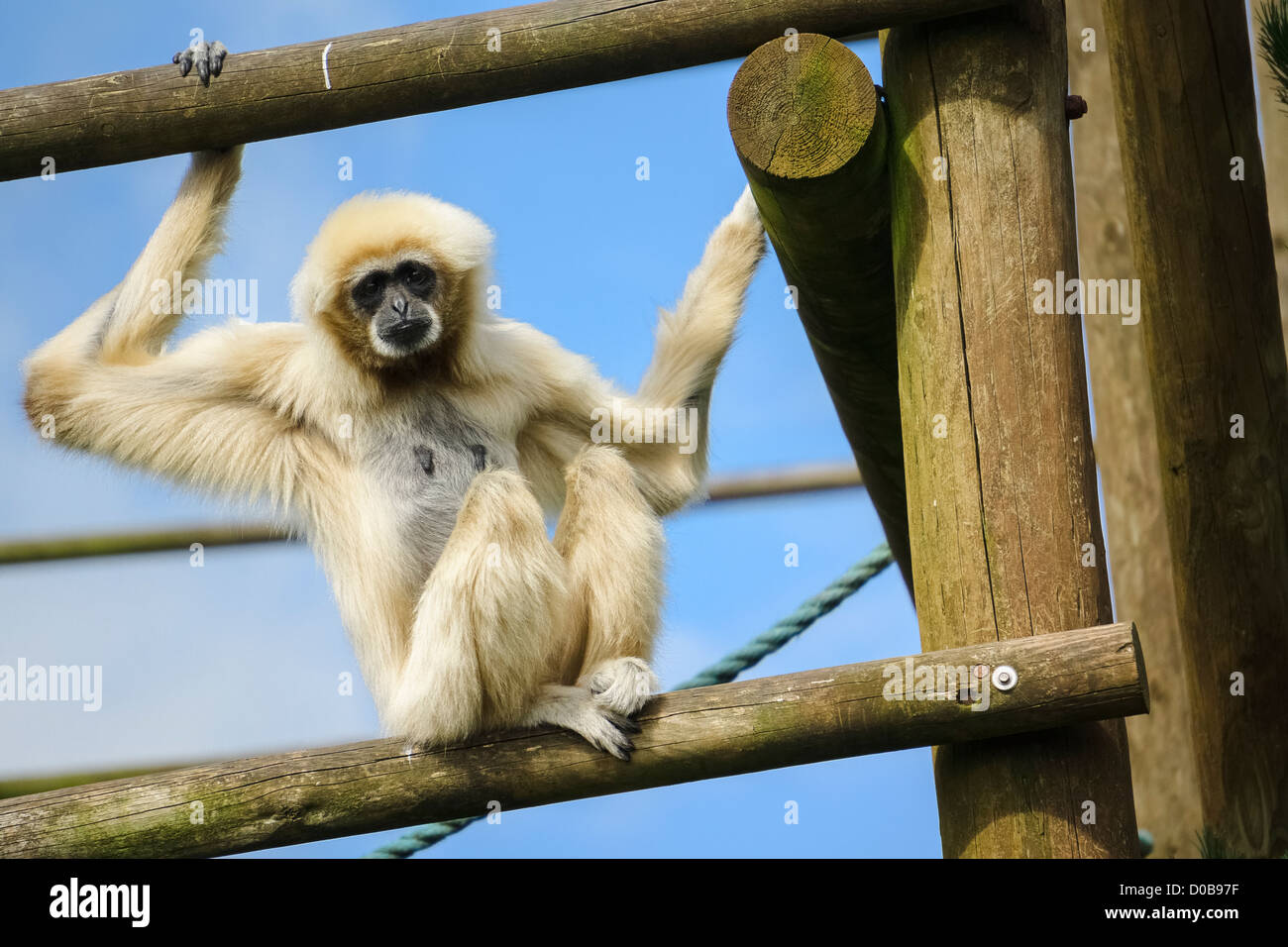 Un livre blanc remis Gibbon sur un mur d'escalade à la Lake District Wild Animal Park. Banque D'Images