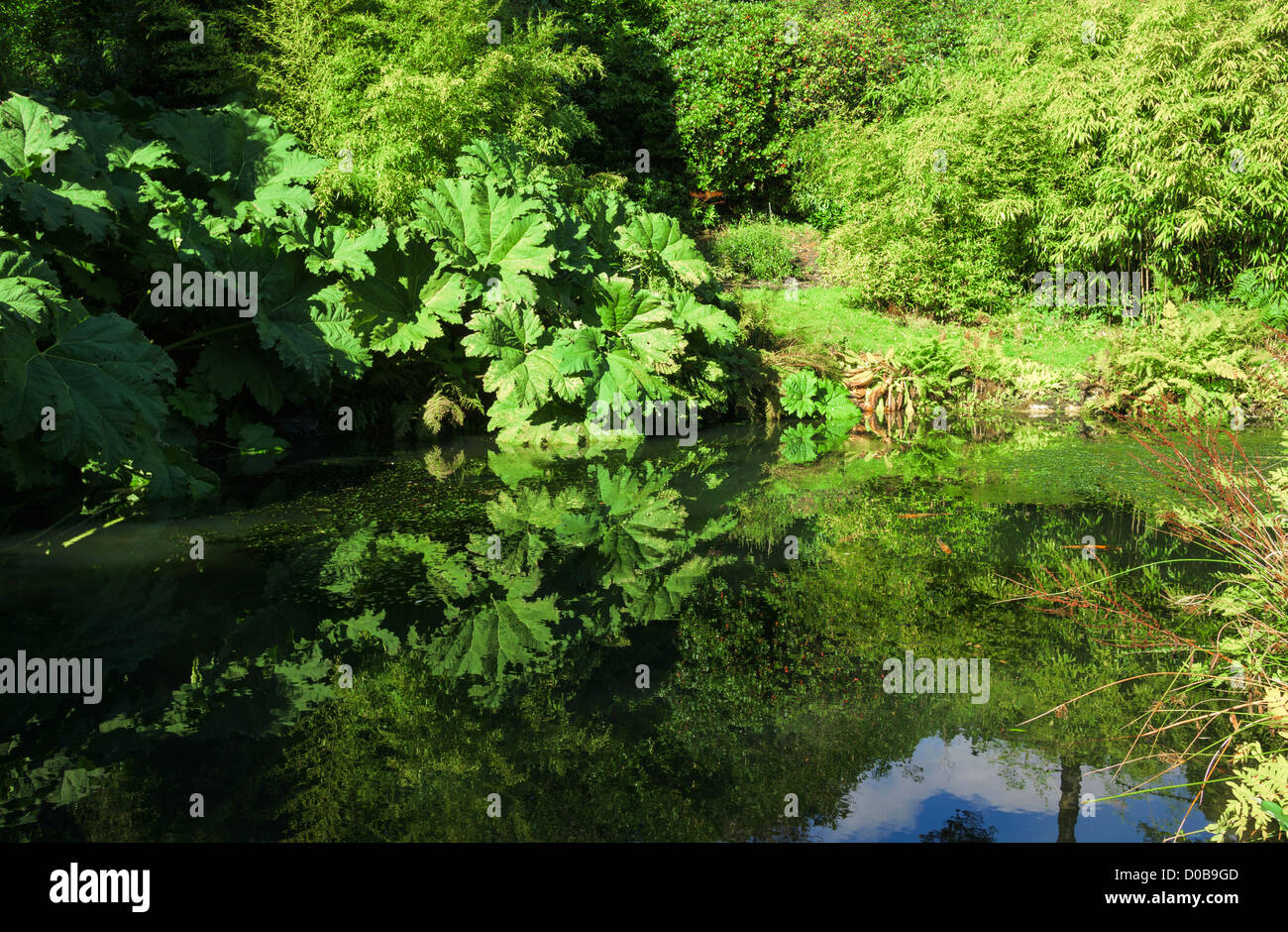 Réflexions dans un petit étang à Chartwell lors d'une journée ensoleillée. Banque D'Images