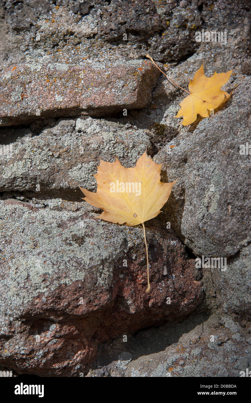 Deux feuilles sur les roches à Boise, Idaho. Banque D'Images