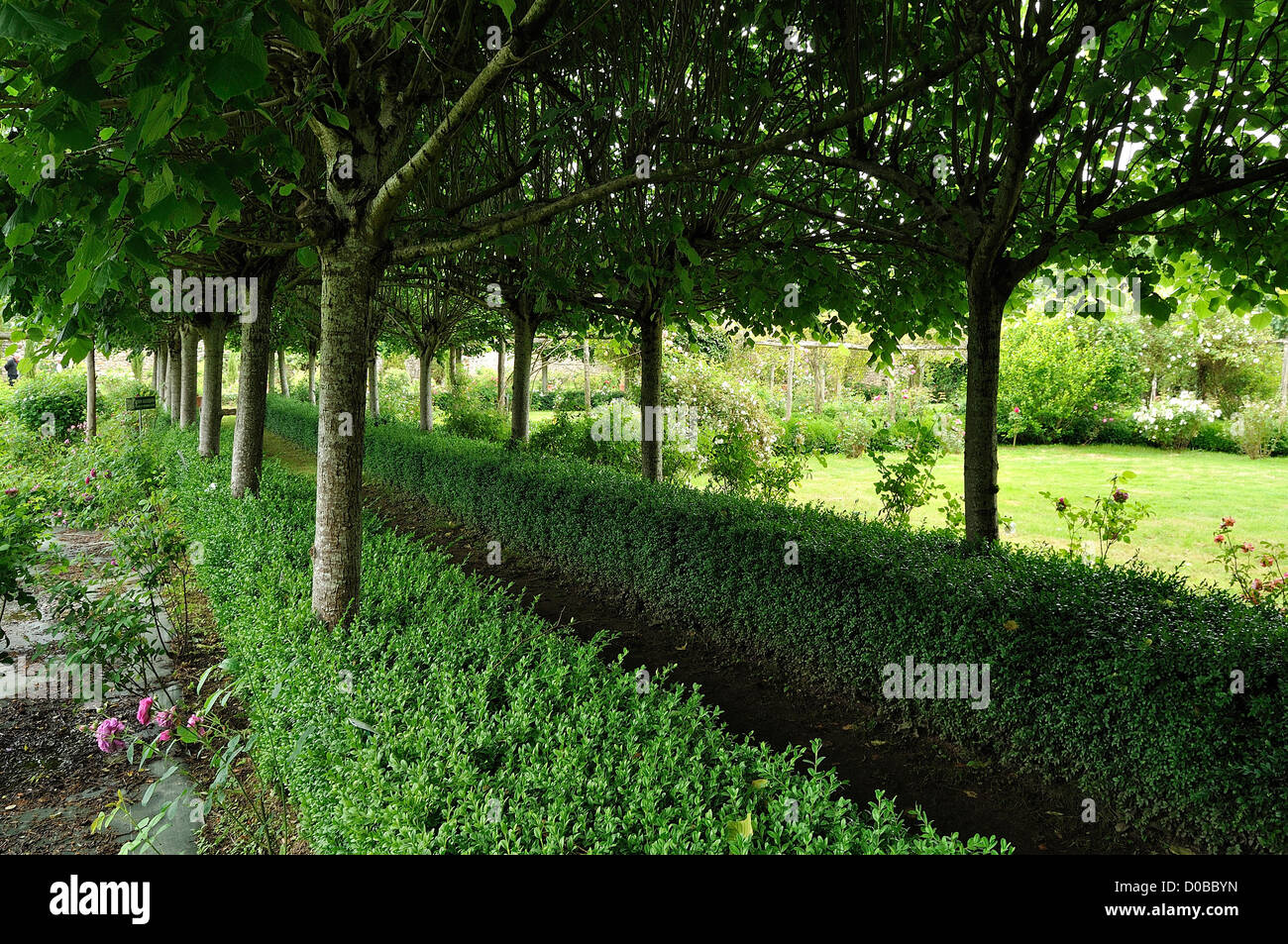 Chemin du jardin bordé par des haies de buis et d'arbres, roseraie : 'La Cour de commer' (pays de la Loire, France). Banque D'Images