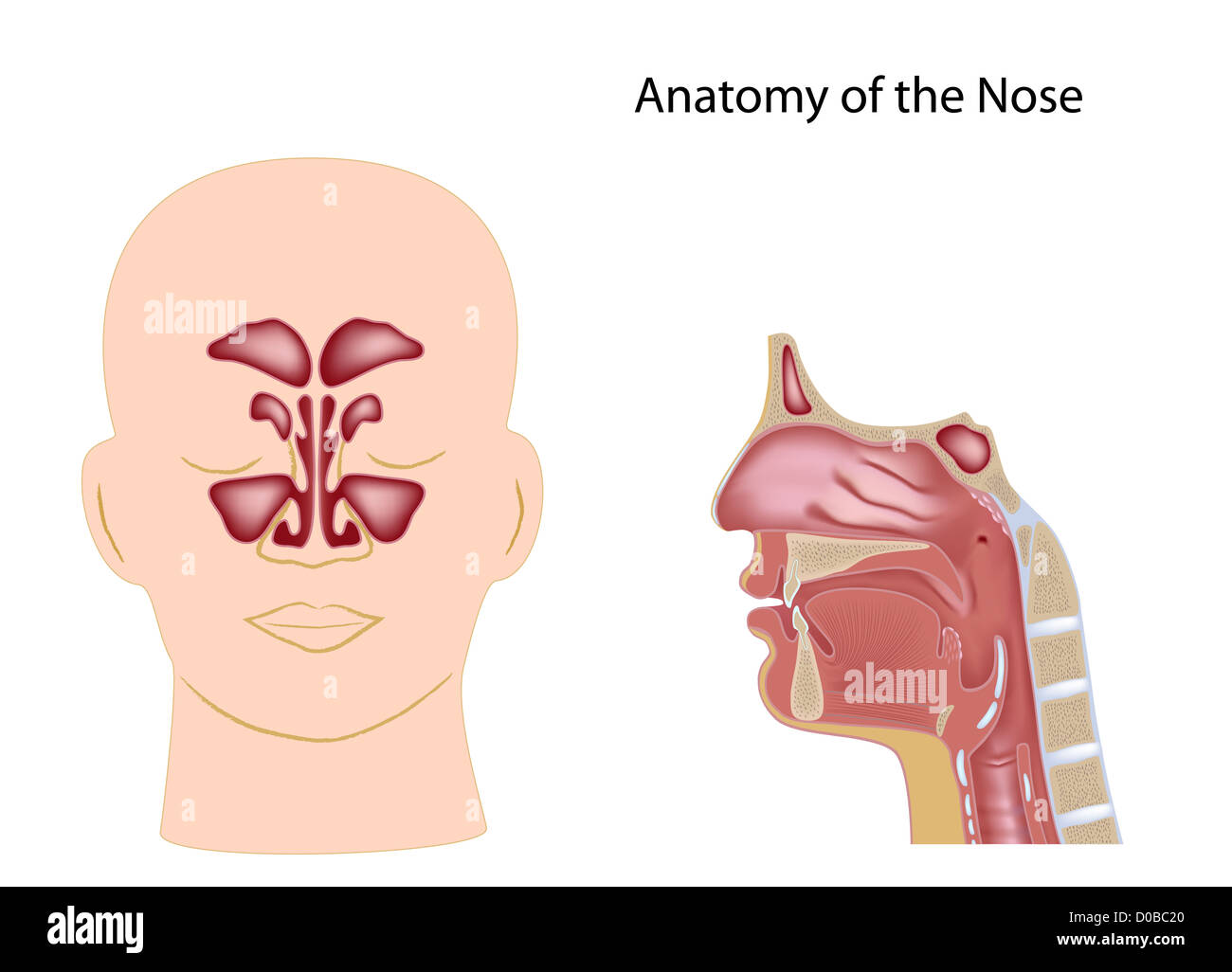 Anatomie du nez, non-étiquetés Banque D'Images