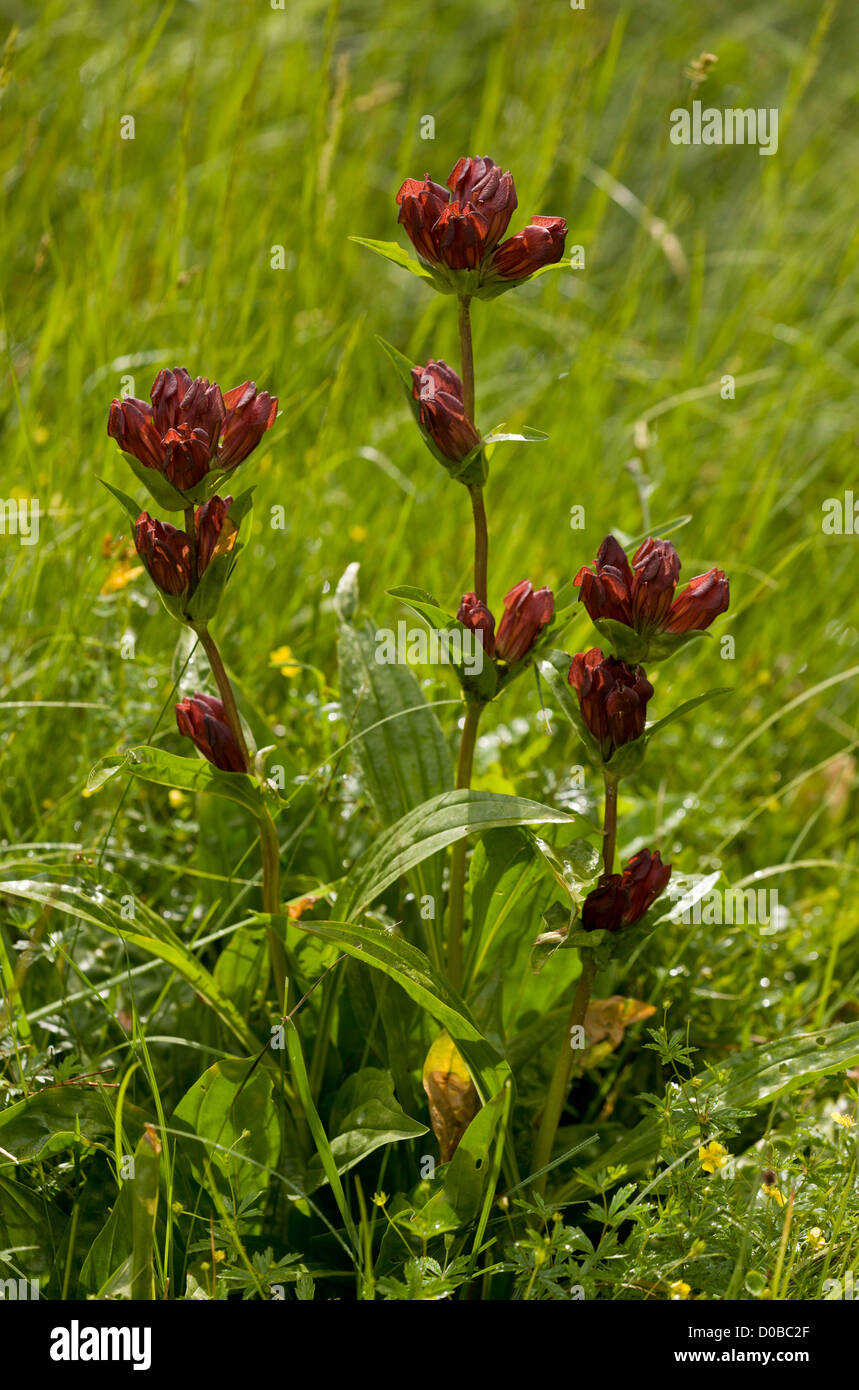 Gentiane pourpre (Gentiana purpurea) en fleur, Alpes Françaises. Banque D'Images