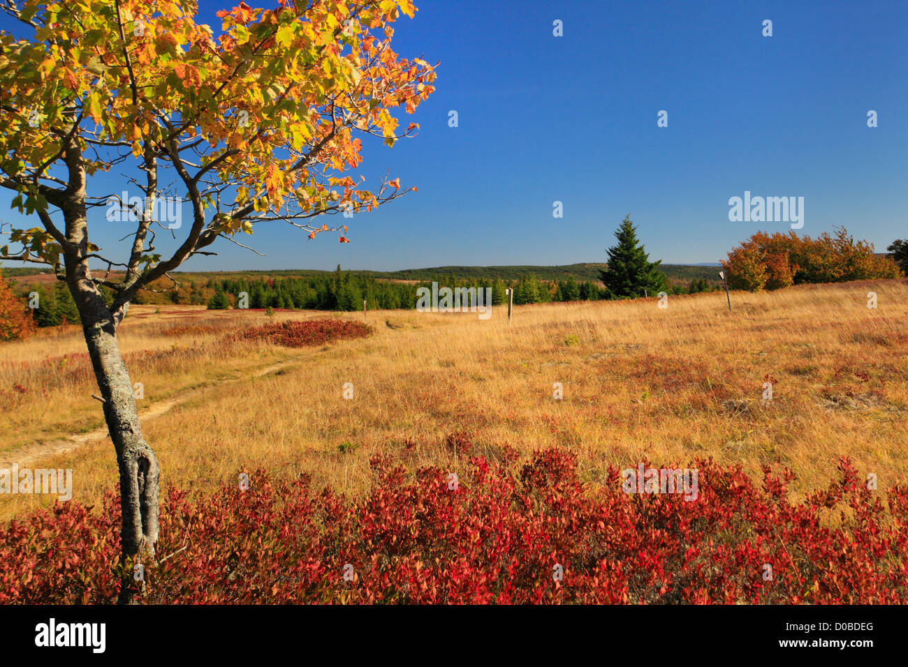 Sentier Beaver Voir et Raven Ridge Trail, Dolly Sods Désert, Hopeville, West Virginia, USA Banque D'Images