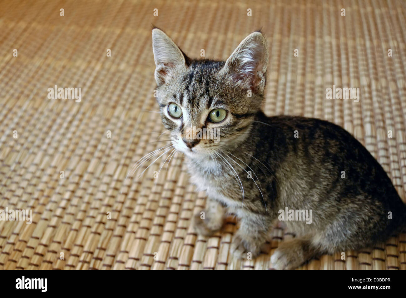 Mignon bébé chaton gris avec les yeux verts. Portrait d'animaux domestiques. Banque D'Images