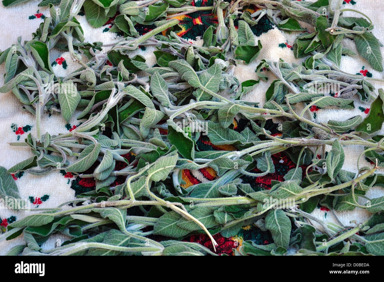 Les feuilles de sauge bio frais laissés à sécher sur une serviette. Banque D'Images