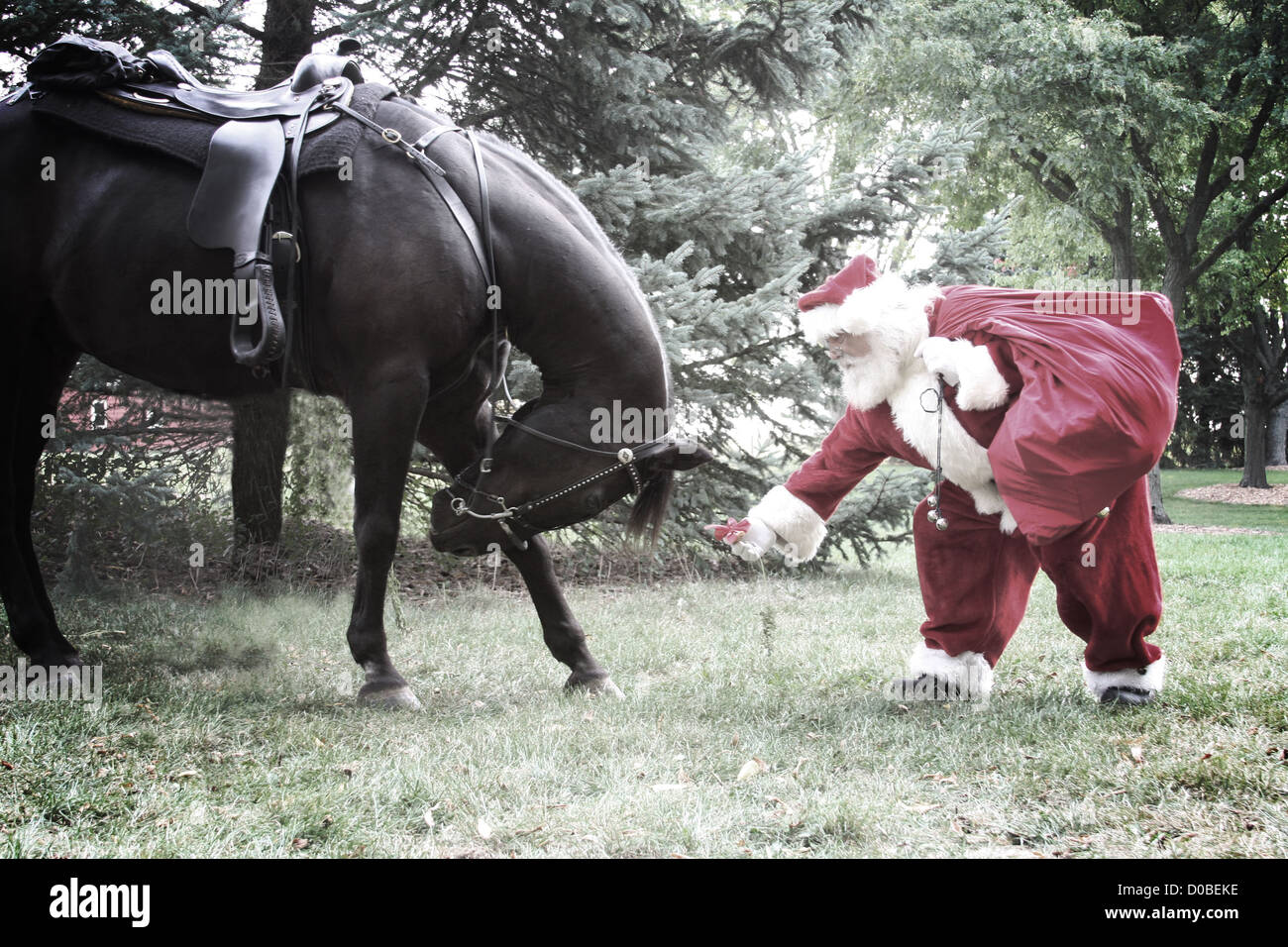 Père Noël présentant un cheval avec un don d'une carotte de Noël Banque D'Images
