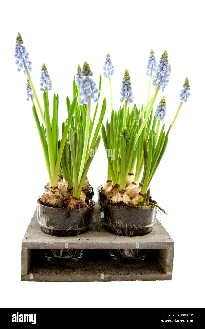 Fleurs Muscari botryoides isolé sur fond blanc Banque D'Images