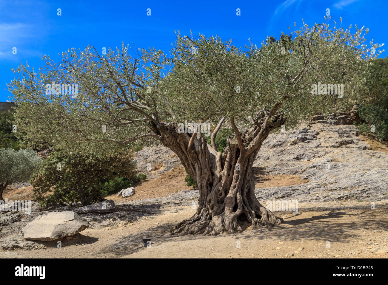 Vieil olivier et ciel bleu en Provence, Sud de la France. Banque D'Images
