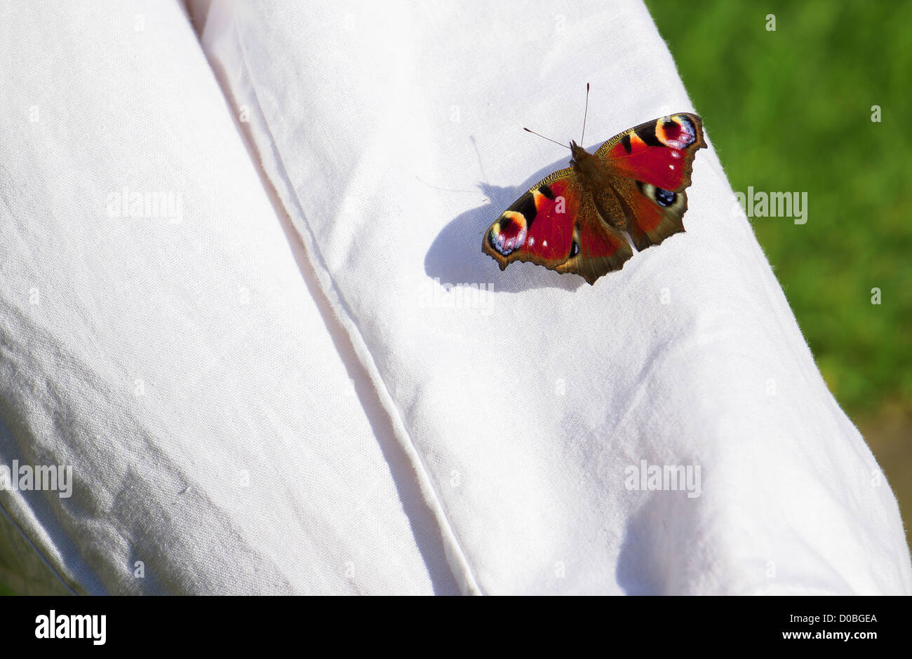 Un rouge lumineux Peacock butterfly reposant sur une paire de pantalon blanc. Banque D'Images