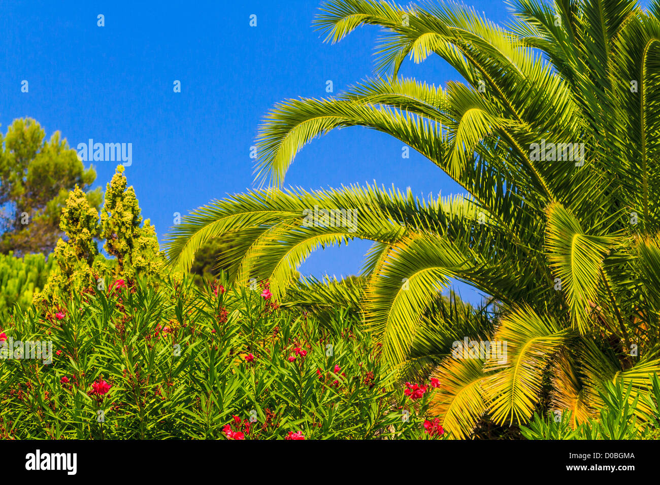 Beau palmier dans le ciel bleu Banque D'Images