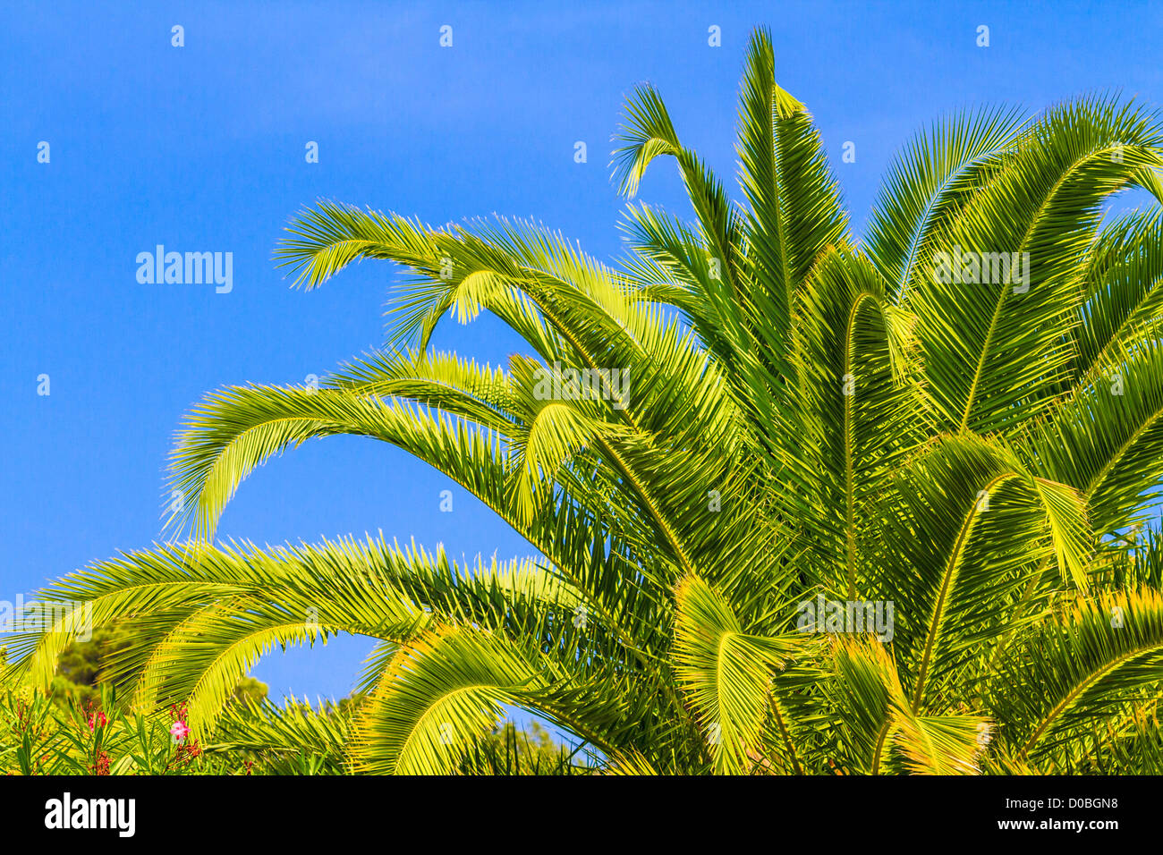 Beau palmier dans le ciel bleu Banque D'Images