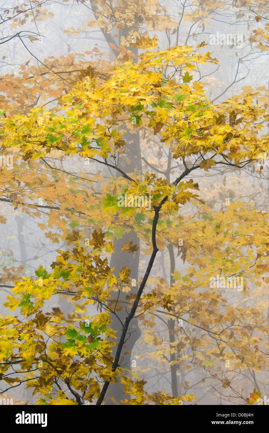 Détail de la couleur en automne dans le brouillard sur le Sentier Nature du moteur de Roaring Fork dans le Great Smoky Mountains National Park à New York Banque D'Images