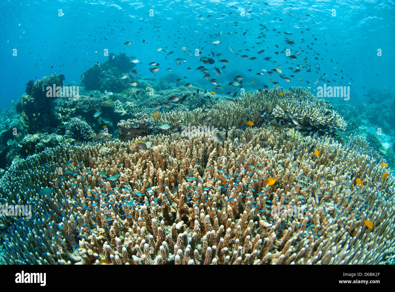 Le beau récif de corail de Menjangan Island au nord-ouest de Bali, Indonésie Banque D'Images