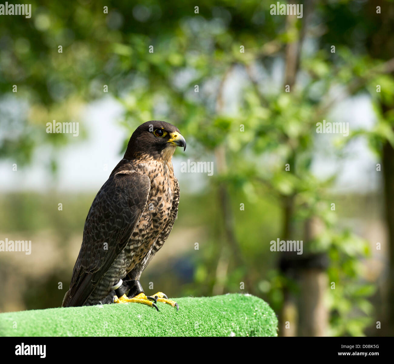 Sur le poteau permanent buzzard Banque D'Images
