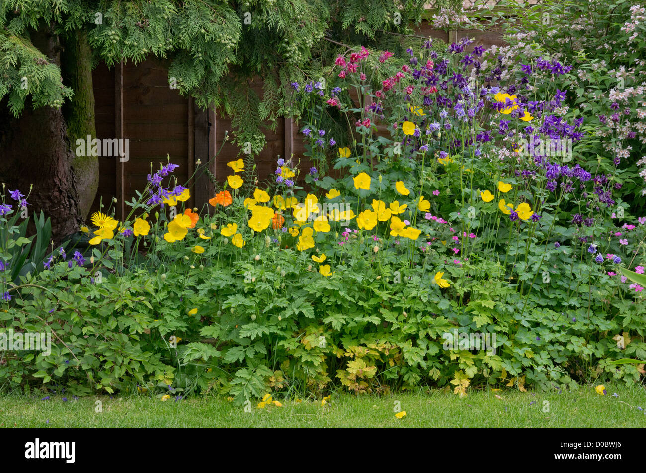 Coquelicots gallois aquilegia géranium Banque D'Images