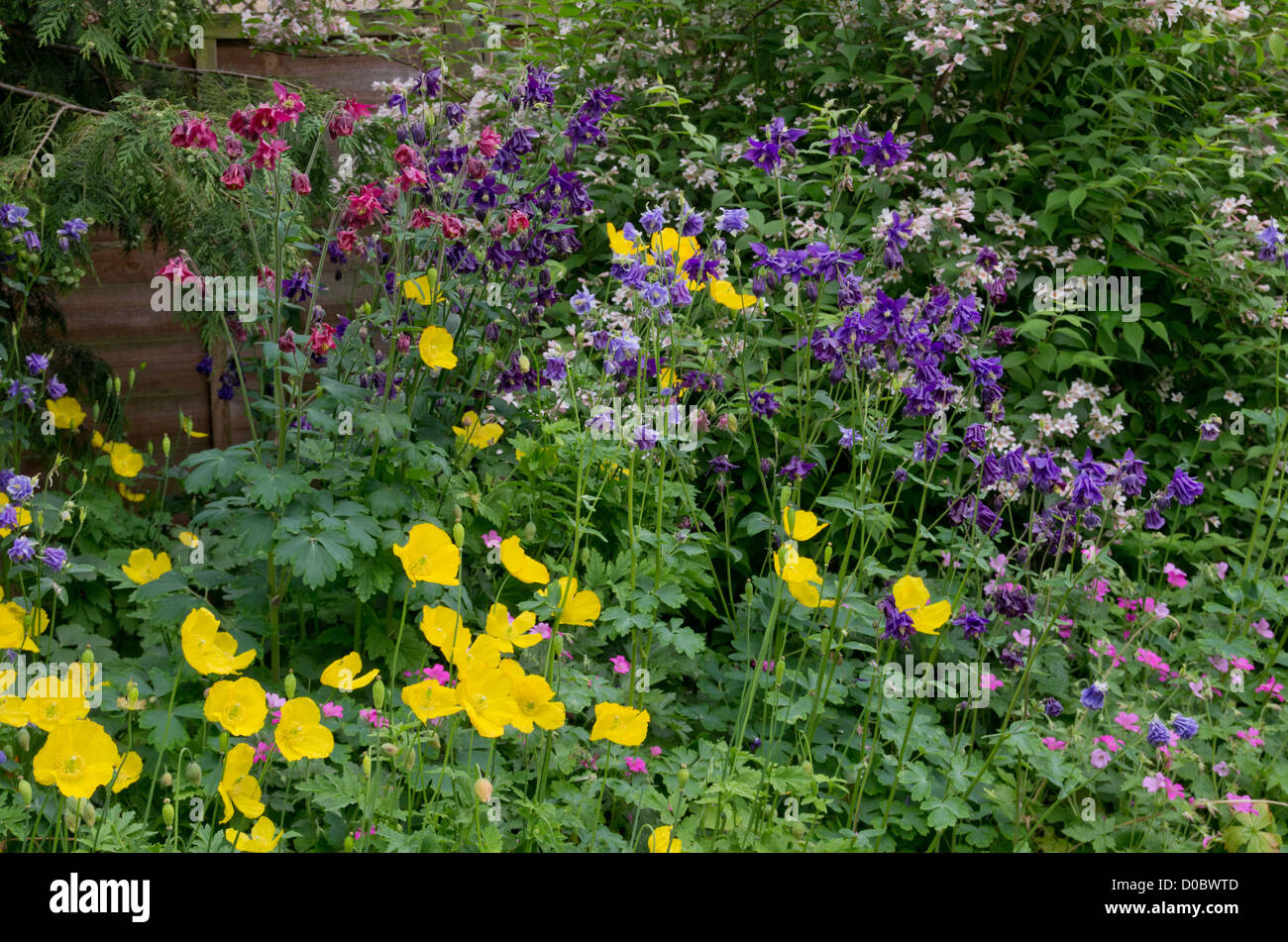 Coquelicots gallois aquilegia géranium Banque D'Images