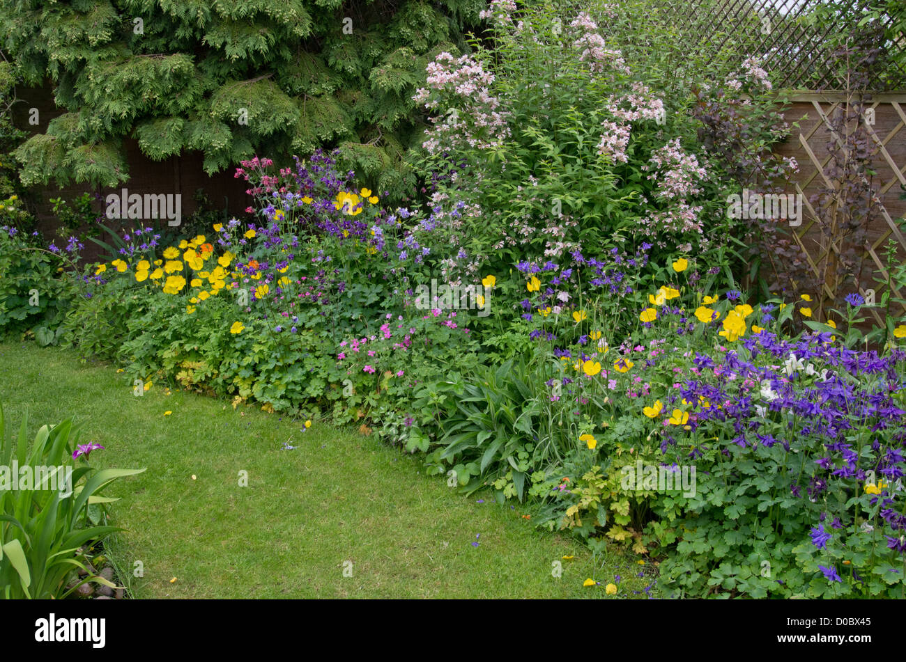 Coquelicots gallois aquilegia géranium kolkwitzia iris Banque D'Images
