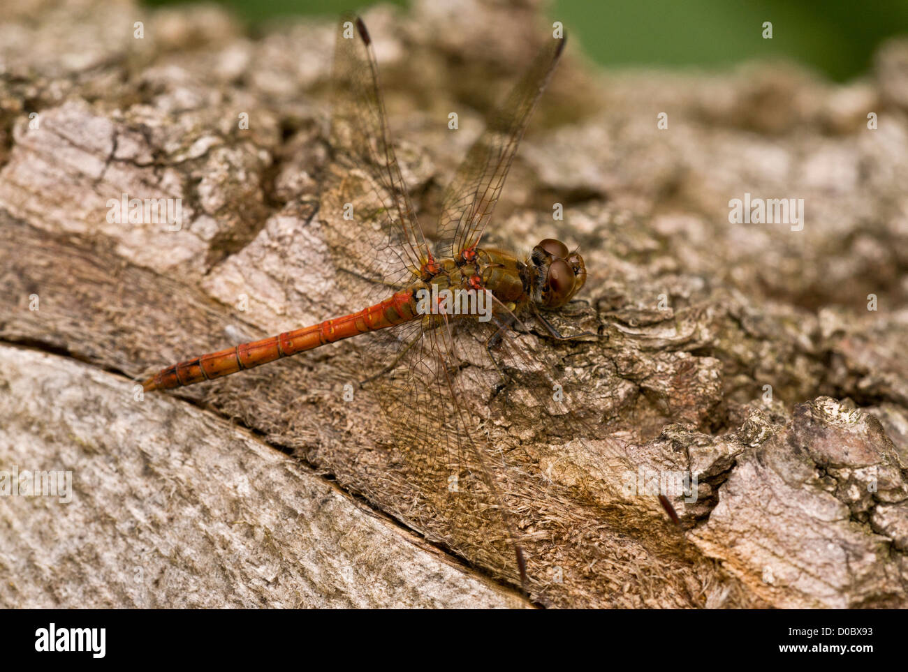 Sympetrum striolatum vert (commune) dragonfly, homme, réglée sur log, close-up Banque D'Images